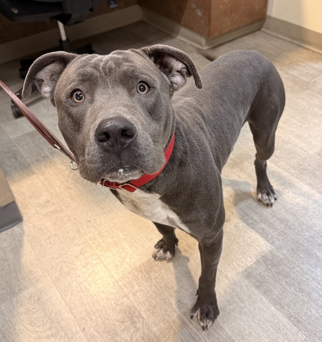 Shelter Stray Male Dog last seen Near Brunner Road, San Diego, CA, 92110, 5500 Gaines St, San Diego, CA 92110, USA
