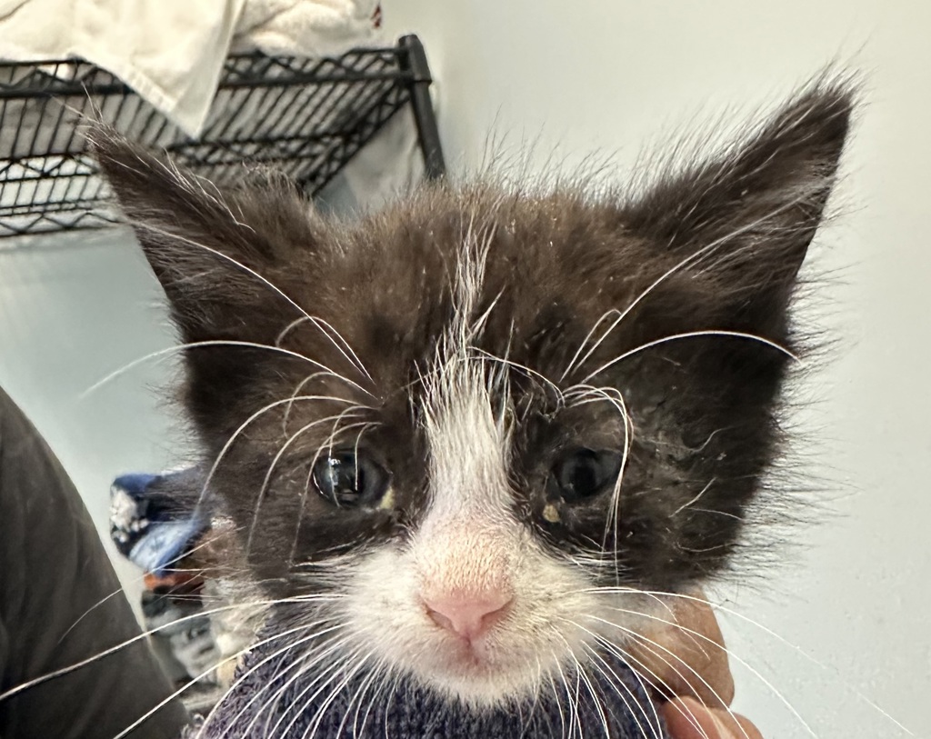 Shelter Stray Male Cat last seen Ingrid Avenue, San Diego, CA, 92154, San Diego, CA 92110