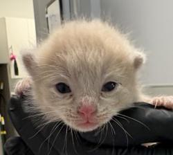 Shelter Stray Male Cat last seen Near 50th Street, San Diego, CA, 92115, San Diego, CA 92110