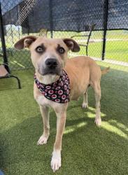 Shelter Stray Female Dog last seen Pont Des Mouton Road, LAFAYETTE, LA, 70507, 410 Dugas Rd, Lafayette, LA 70507, USA