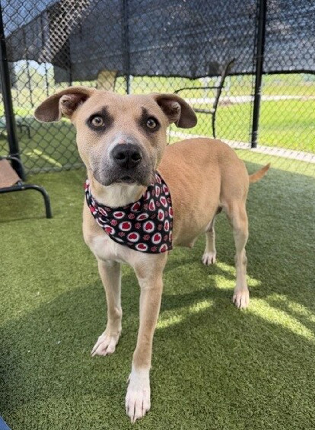 Shelter Stray Female Dog last seen Pont Des Mouton Road, LAFAYETTE, LA, 70507, 410 Dugas Rd, Lafayette, LA 70507, USA