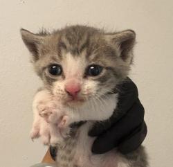 Shelter Stray Male Cat last seen Near Franklin Avenue, San Diego, CA, 92113, San Diego, CA 92110