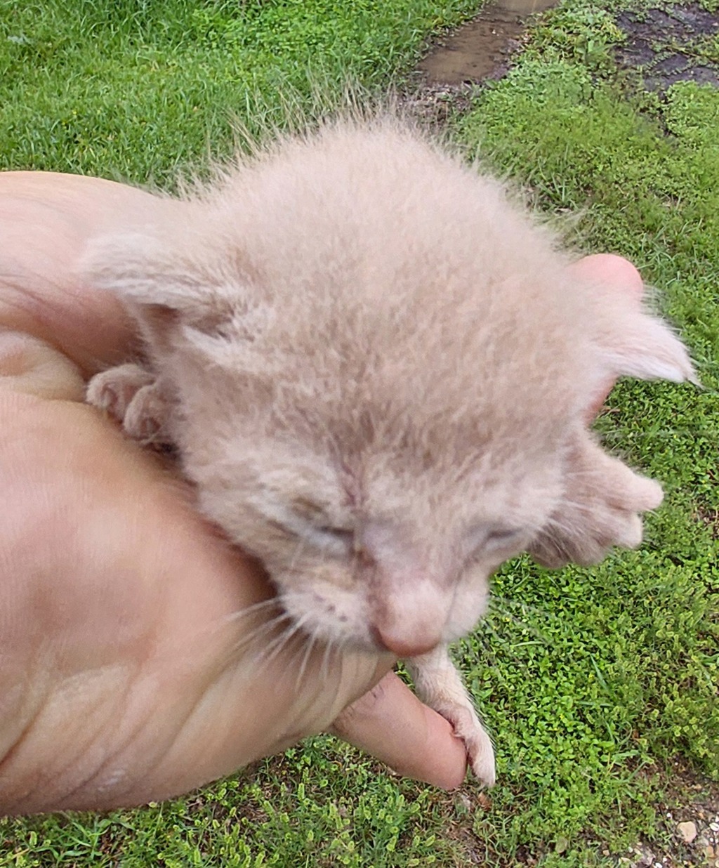 Shelter Stray Male Cat last seen Near B Street, DUSON, LA, 70529, 410 Dugas Rd, Lafayette, LA 70507, USA