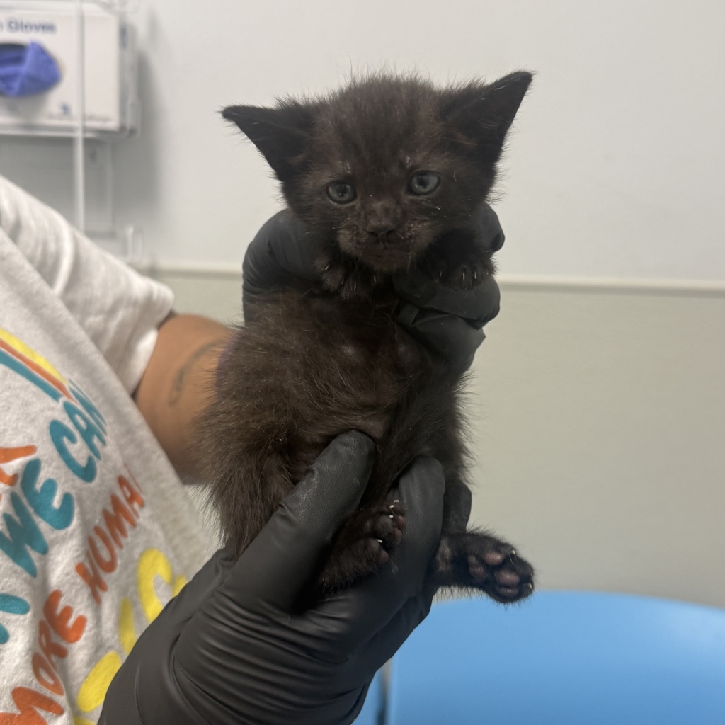 Shelter Stray Female Cat last seen Near Ocean View Boulevard, San Diego, CA, 92113, San Diego, CA 92110