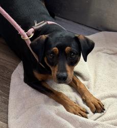 Shelter Stray Female Dog last seen Near Cottonwood Road, San Diego, CA, 92173, San Diego, CA 92110