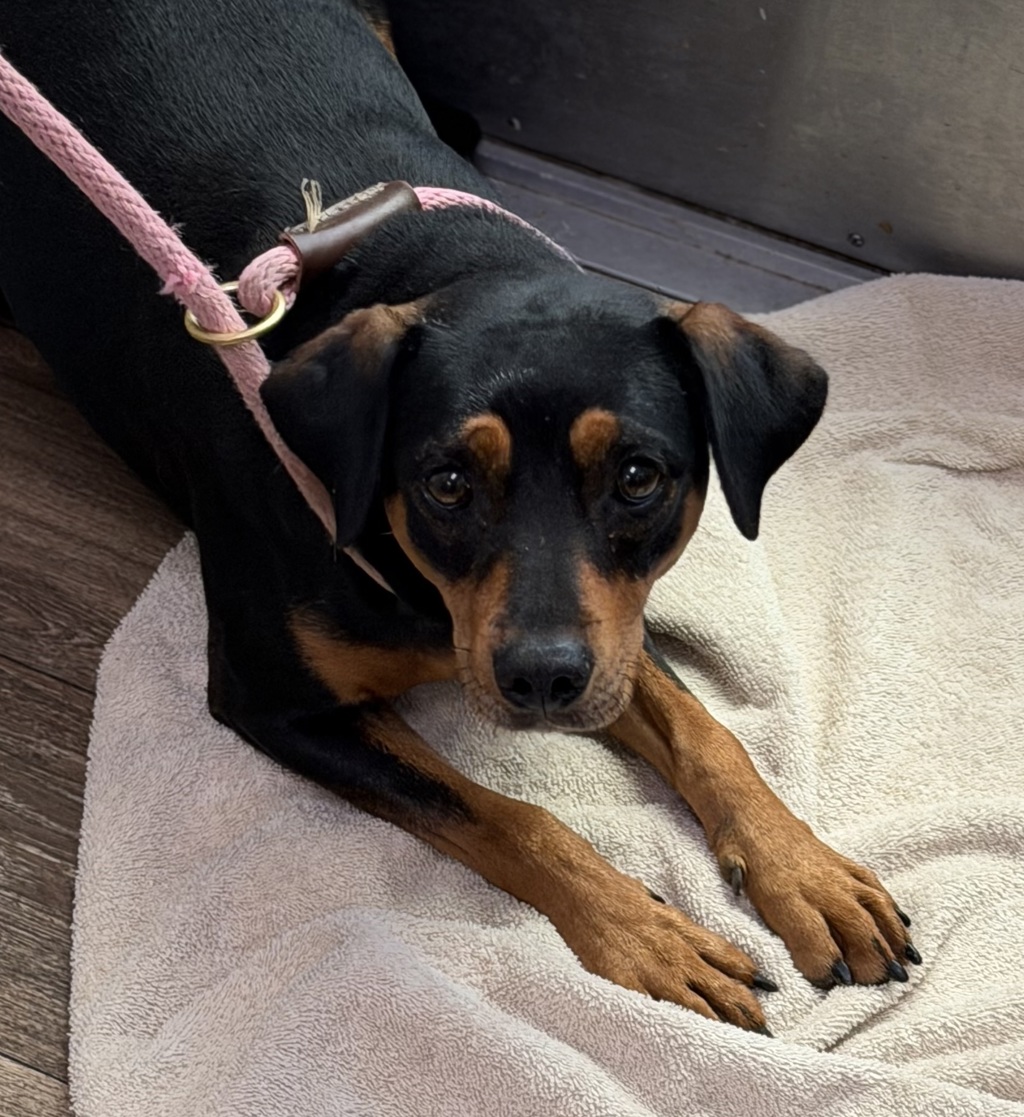 Shelter Stray Female Dog last seen Near Cottonwood Road, San Diego, CA, 92173, San Diego, CA 92110
