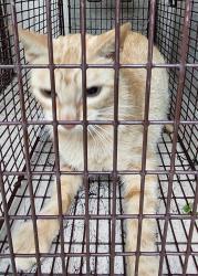 Shelter Stray Female Cat last seen Near B Street, DUSON, LA, 70529, 410 Dugas Rd, Lafayette, LA 70507, USA