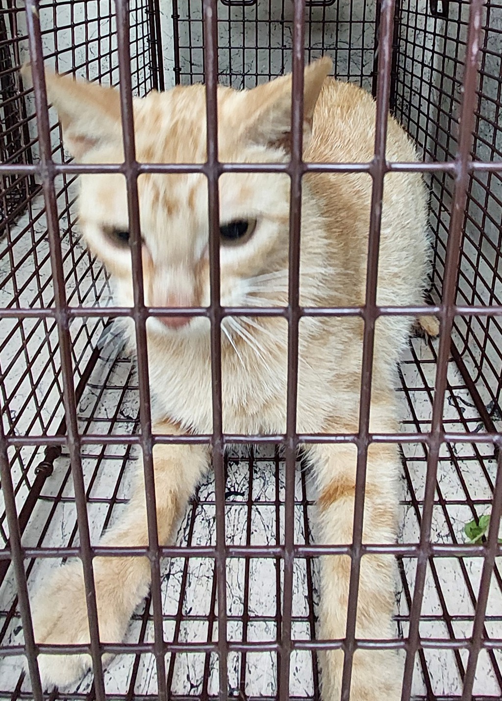 Shelter Stray Female Cat last seen Near B Street, DUSON, LA, 70529, 410 Dugas Rd, Lafayette, LA 70507, USA