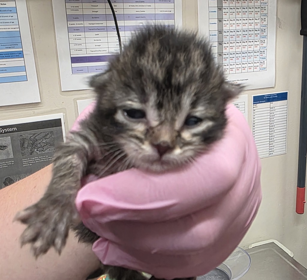 Shelter Stray Female Cat last seen Corner of Rene Dr and Piccard Ave, San Diego, CA, 92154, El Cajon, CA 92020