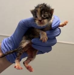Shelter Stray Female Cat last seen Near Ashmore Lane, San Diego, CA, 92114, San Diego, CA 92110