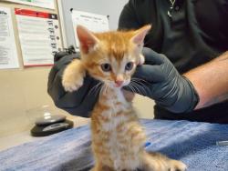 Shelter Stray Male Cat last seen Near Pluto Road, Vista, CA, 92083, Oceanside, CA 92058