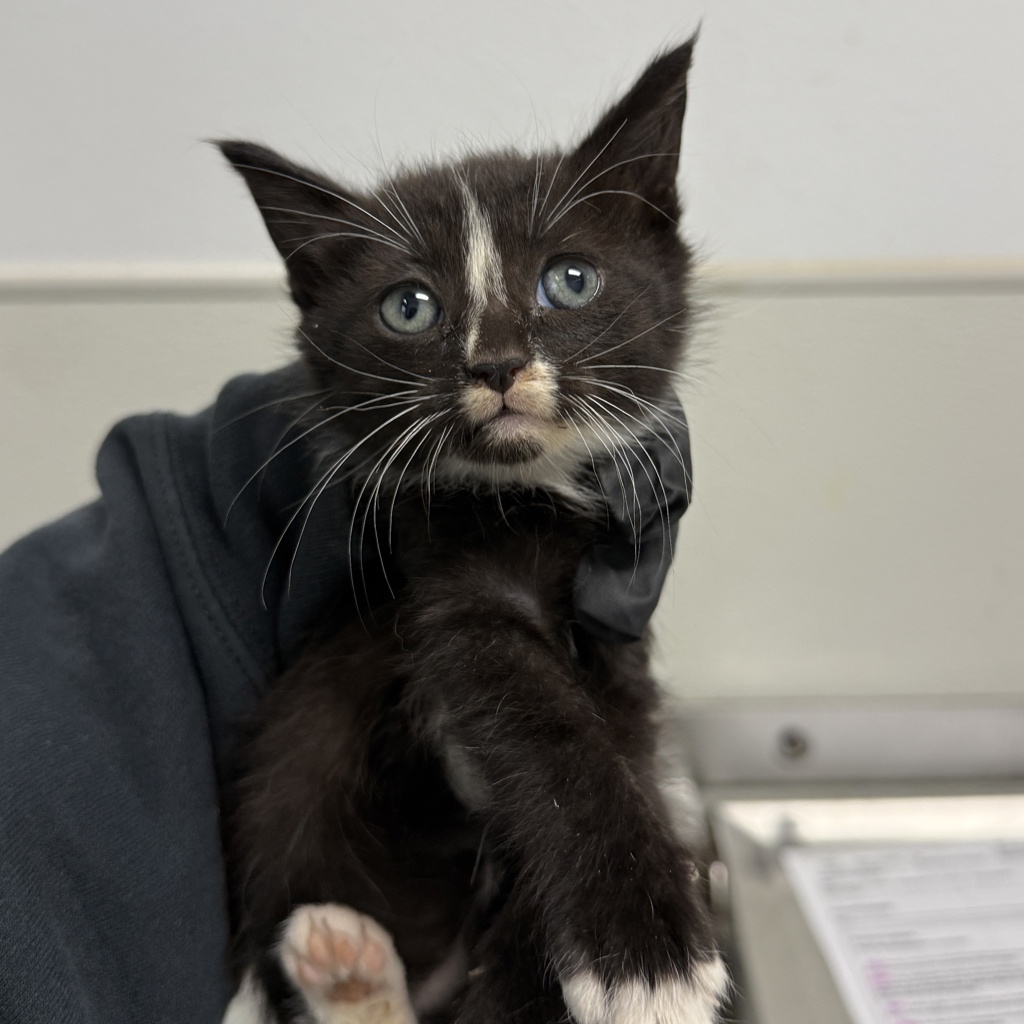 Shelter Stray Female Cat last seen Near Sicard Street, San Diego, CA, 92113, San Diego, CA 92110