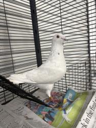 Shelter Stray Unknown Bird last seen Near Admiral Boland, San Diego, CA, 92101, San Diego, CA 92110