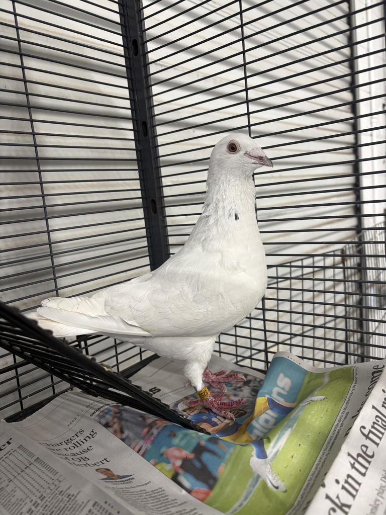 Shelter Stray Unknown Bird last seen Near Admiral Boland, San Diego, CA, 92101, San Diego, CA 92110