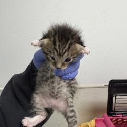 Shelter Stray Male Cat last seen Orange Ave/51st St, San Diego, CA, 92105, San Diego, CA 92110
