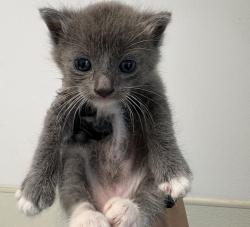 Shelter Stray Male Cat last seen Near Beta Street, San Diego, CA, 92113, San Diego, CA 92110
