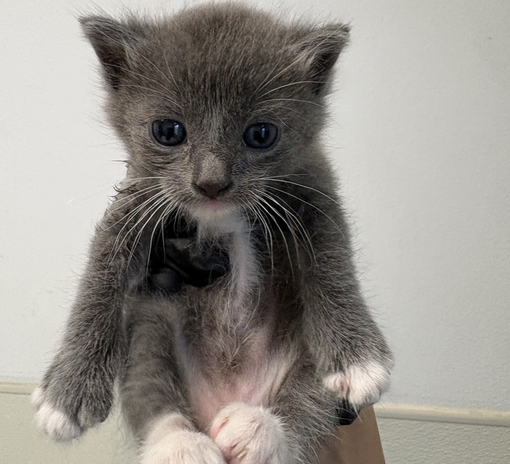 Shelter Stray Male Cat last seen Near Beta Street, San Diego, CA, 92113, San Diego, CA 92110