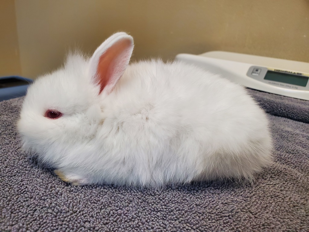 Shelter Stray Female Rabbit last seen Near Johnson Drive, Oceanside, CA, 92056, Oceanside, CA 92058