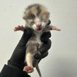 Shelter Stray Female Cat last seen Near Grove Avenue, Imperial Beach, CA, 91932, San Diego, CA 92110