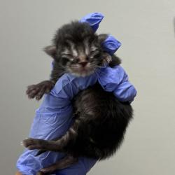 Shelter Stray Female Cat last seen Near Rene Drive, San Diego, CA, 92154, San Diego, CA 92110