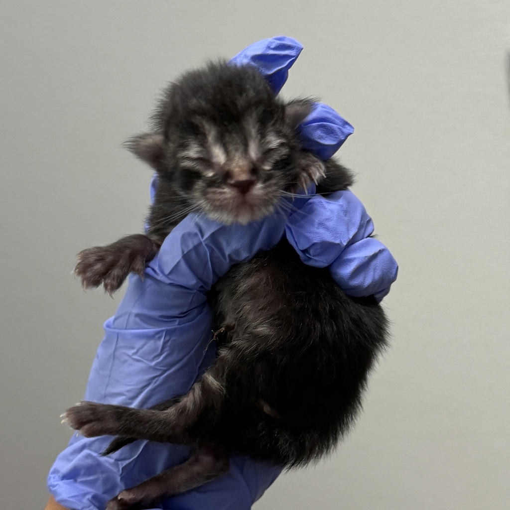 Shelter Stray Female Cat last seen Near Rene Drive, San Diego, CA, 92154, San Diego, CA 92110