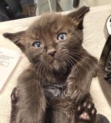 Shelter Stray Male Cat last seen Near Reservoir Road, San Diego, CA, 92115, San Diego, CA 92110