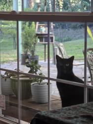 Lost Female Cat last seen E Croton Way and Temple Ave, Howey-in-the-Hills, FL 34737