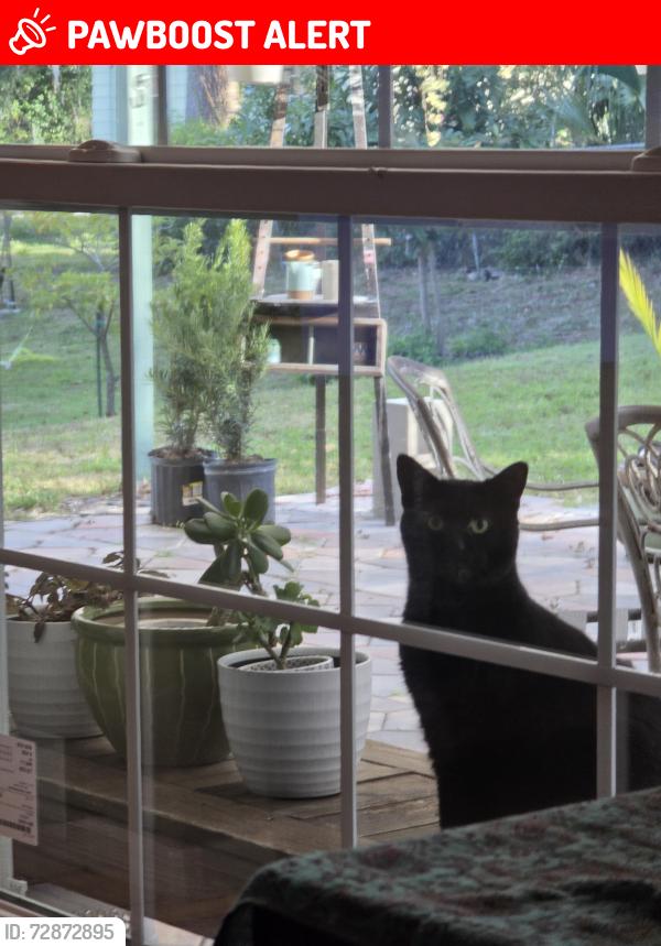 Lost Female Cat last seen E Croton Way and Temple Ave, Howey-in-the-Hills, FL 34737