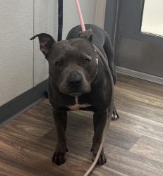Shelter Stray Male Dog last seen Cowles Mt. Boulevard, San Diego, CA, 92119, San Diego, CA 92110