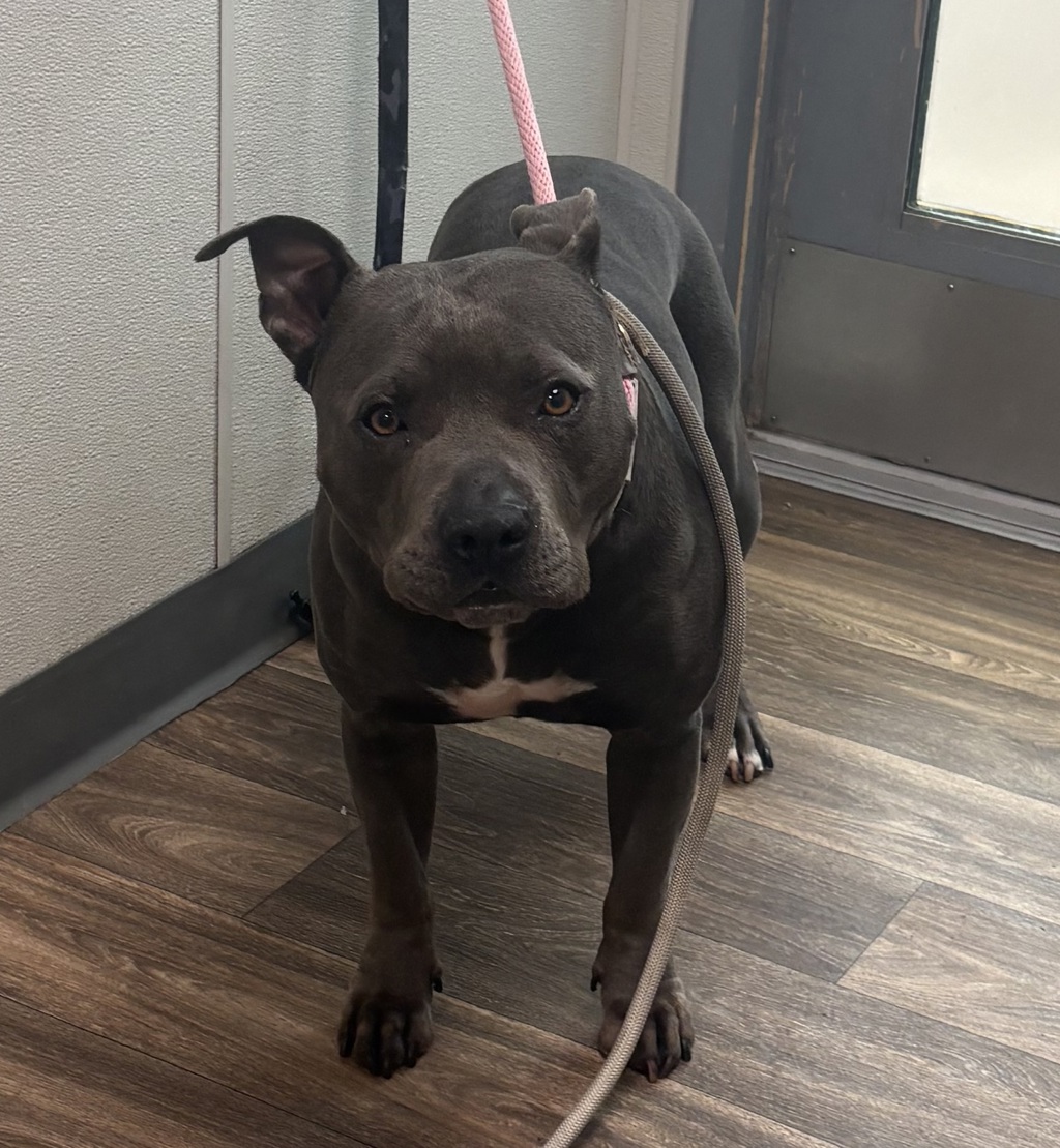 Shelter Stray Male Dog last seen Cowles Mt. Boulevard, San Diego, CA, 92119, San Diego, CA 92110