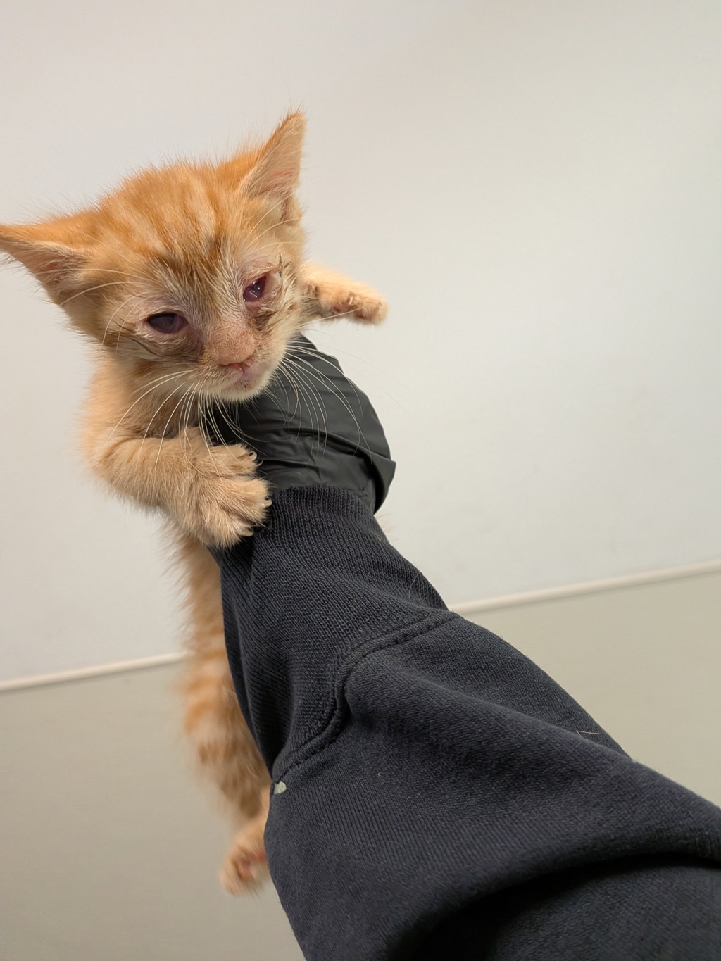 Shelter Stray Female Cat last seen Near M Avenue, National City, CA, 91950, San Diego, CA 92110