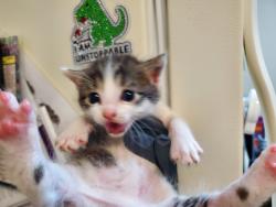 Shelter Stray Male Cat last seen Near Lemon Avenue, Vista, CA, 92084, Oceanside, CA 92058