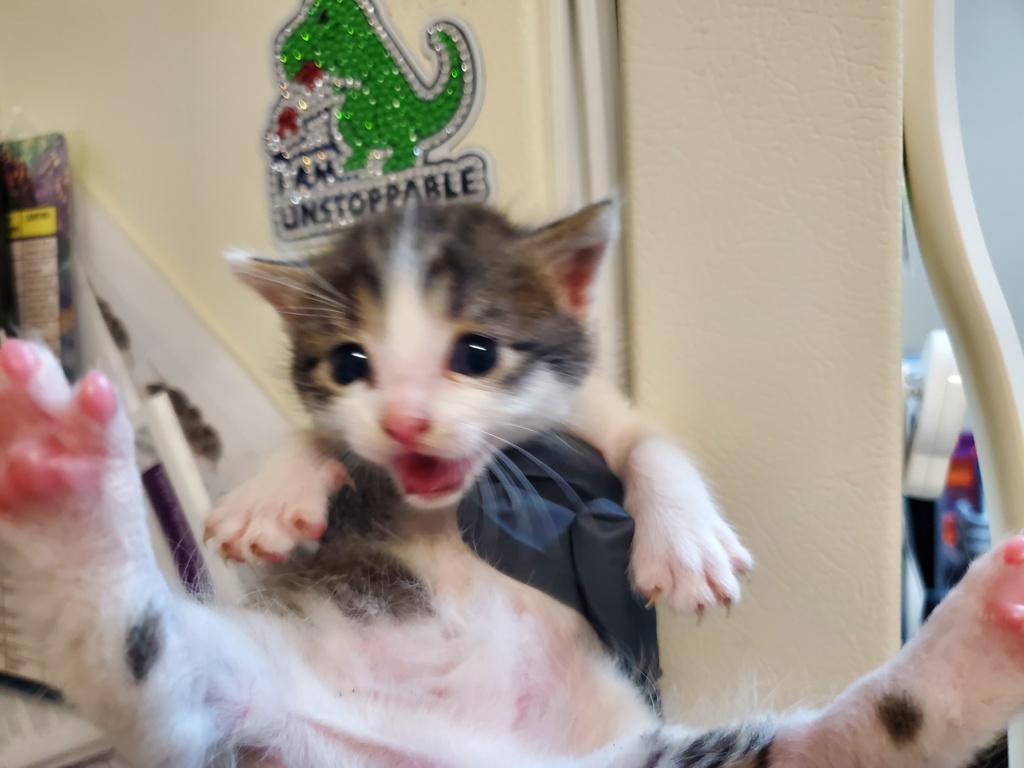 Shelter Stray Male Cat last seen Near Lemon Avenue, Vista, CA, 92084, Oceanside, CA 92058
