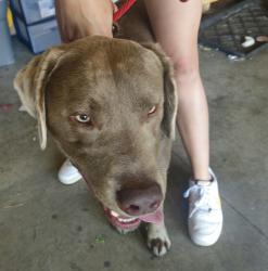 Found/Stray Male Dog last seen Hwy 26 & Monroe St., Big Lake, MN 55309