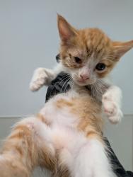 Shelter Stray Female Cat last seen Near M Avenue, National City, CA, 91950, San Diego, CA 92110