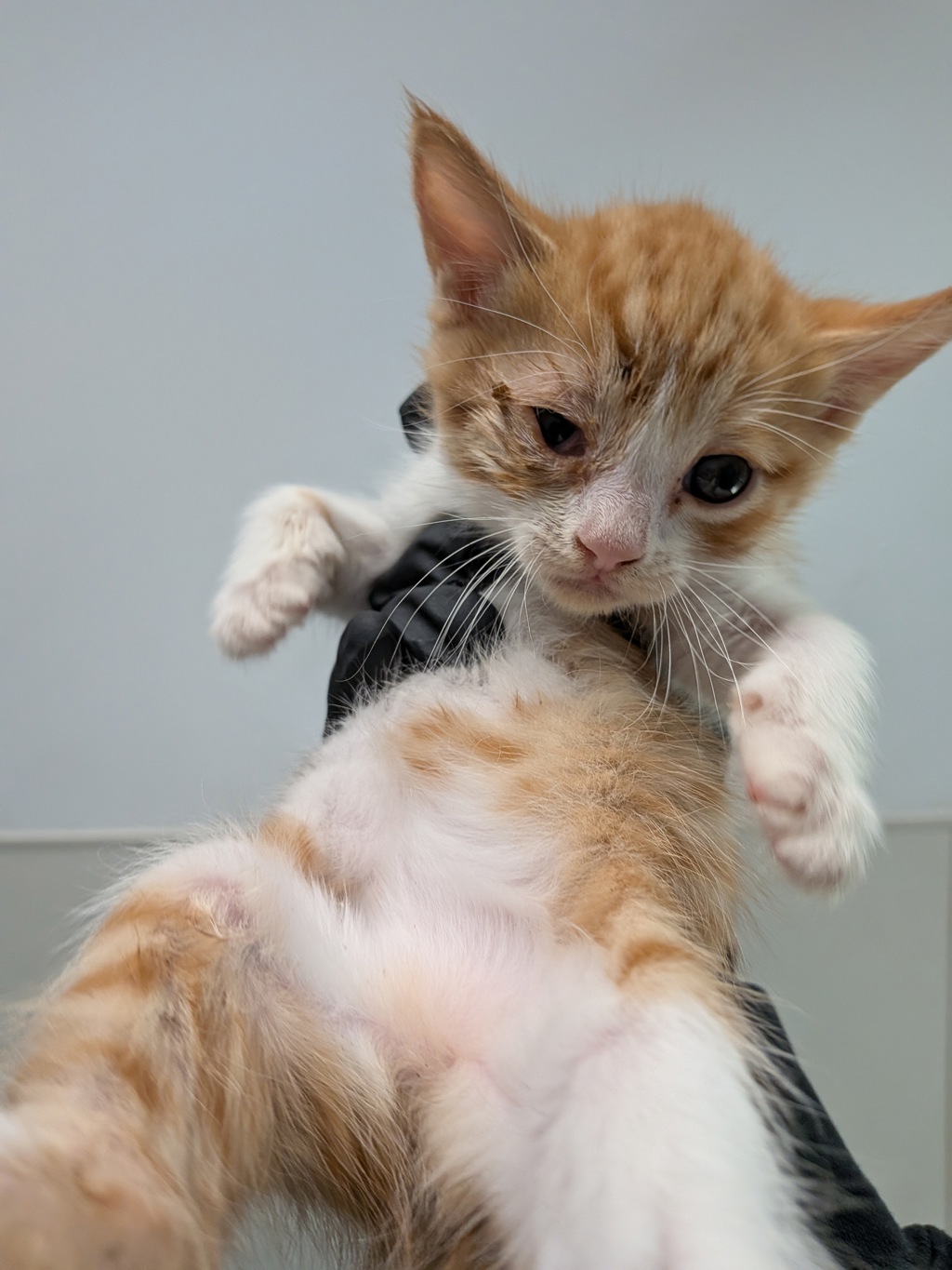 Shelter Stray Female Cat last seen Near M Avenue, National City, CA, 91950, San Diego, CA 92110