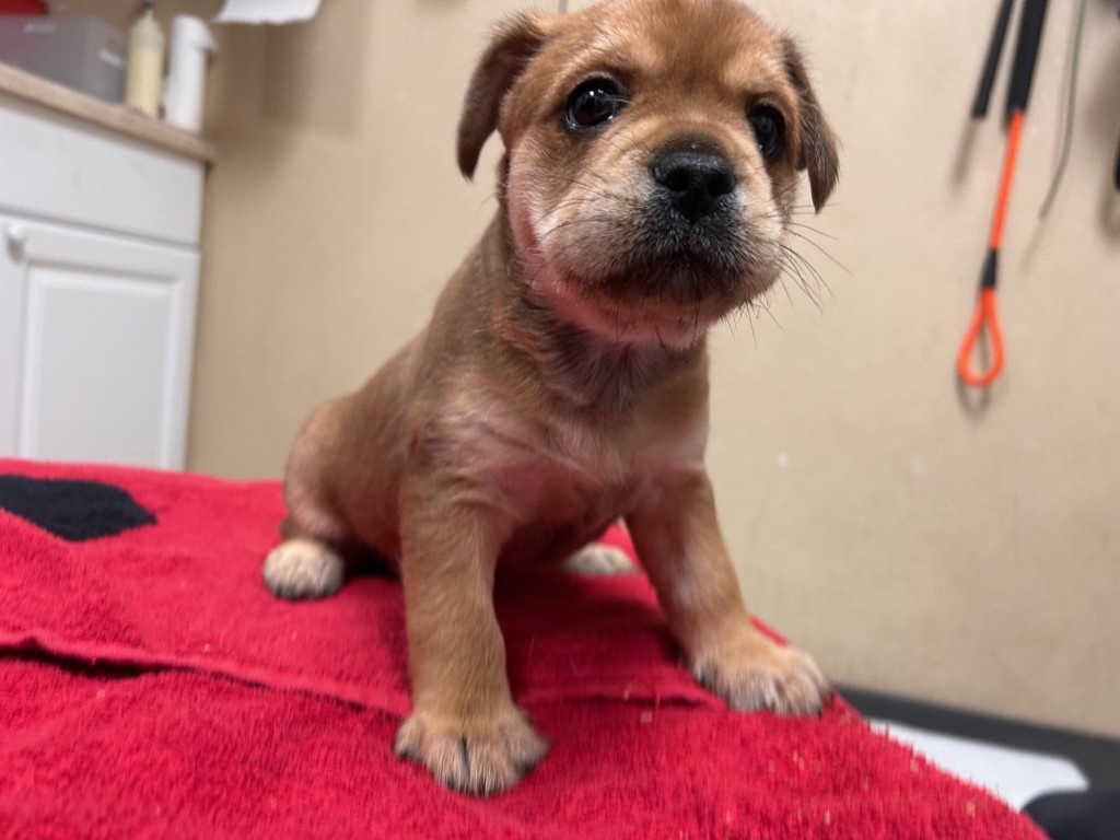 Shelter Stray Male Dog last seen W East Drive, Vista, CA, 92083, Oceanside, CA 92058