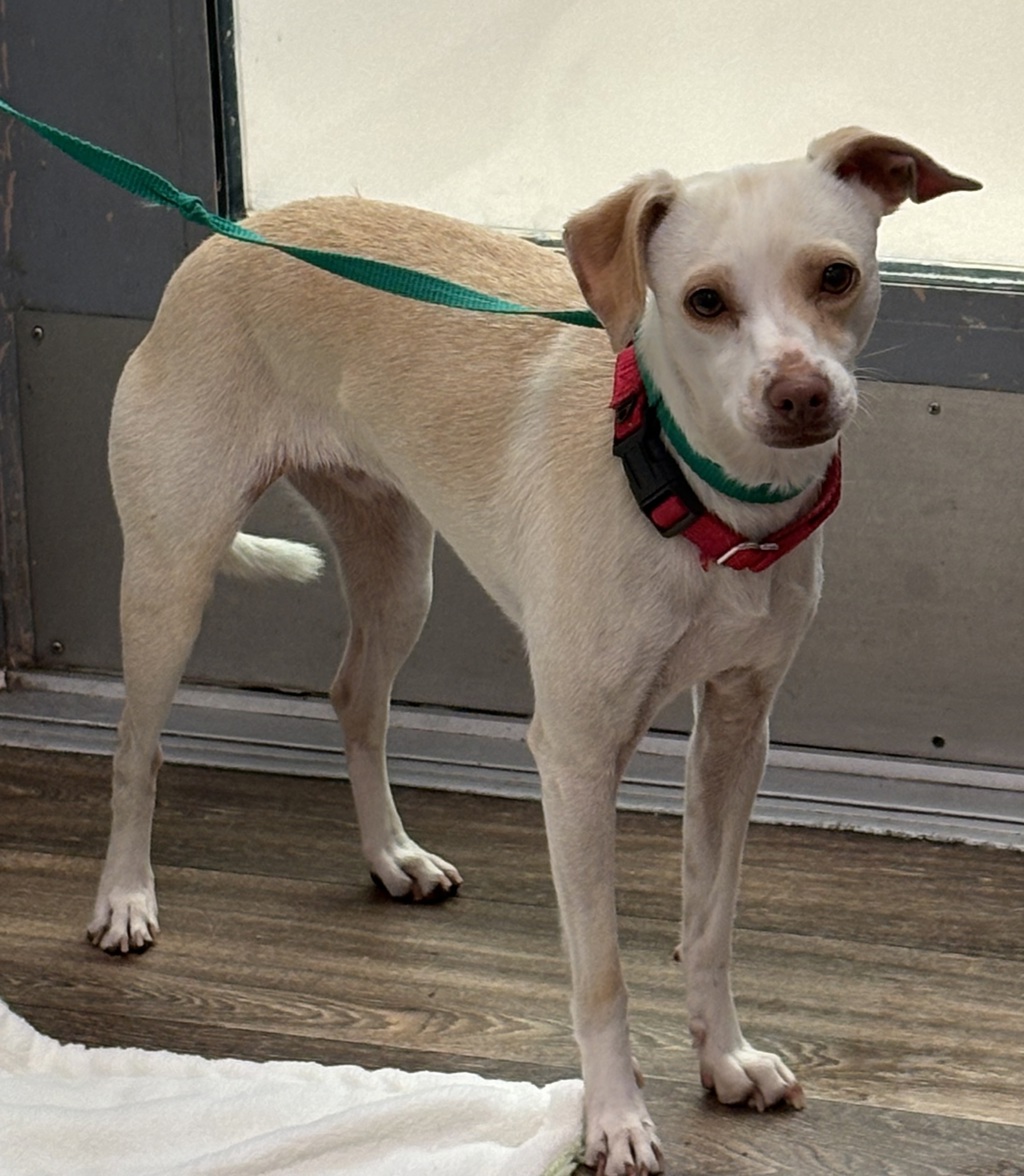 Shelter Stray Female Dog last seen Near Rancho Mission Road, San Diego, CA, 92108, San Diego, CA 92110