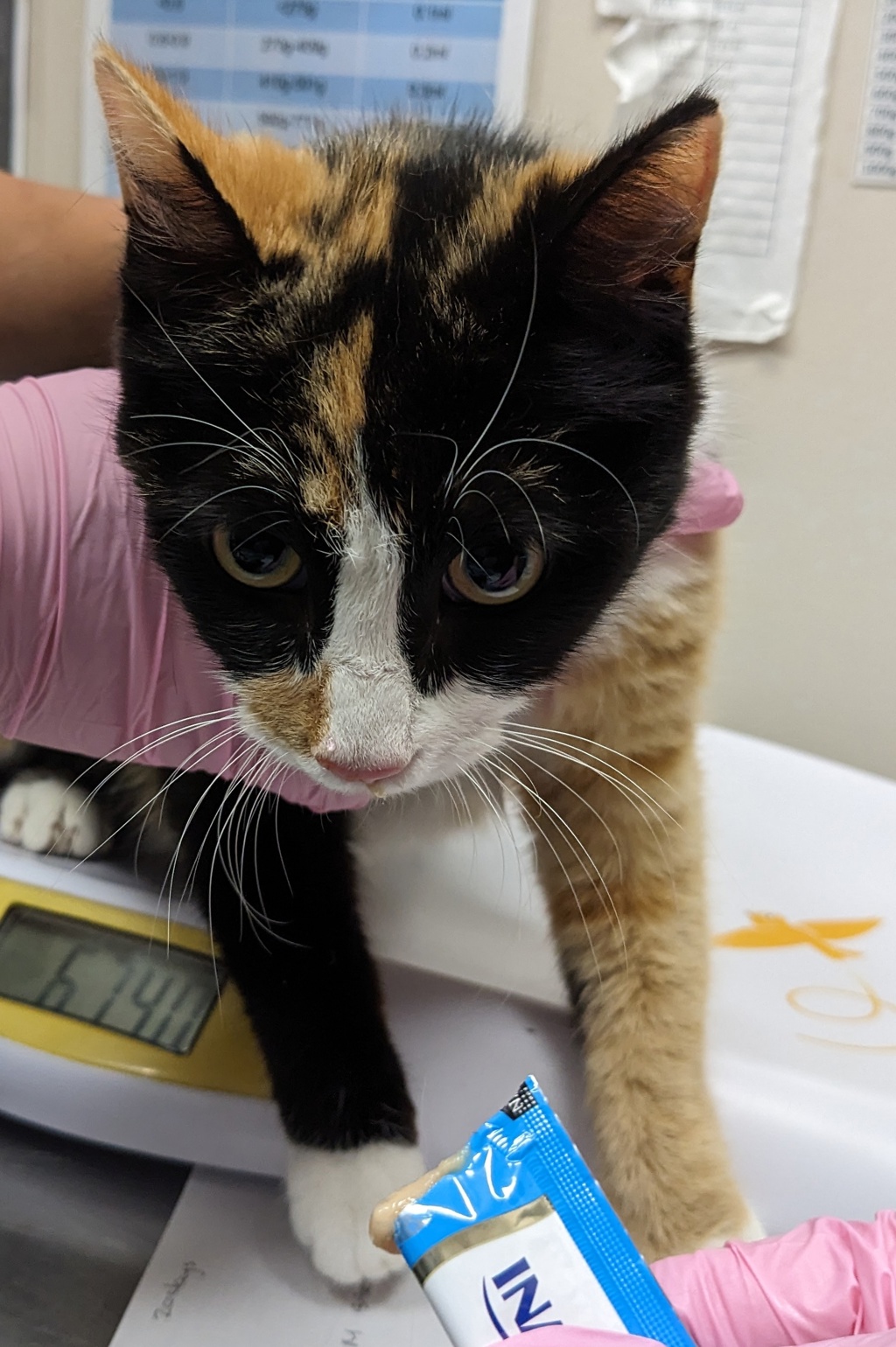 Shelter Stray Female Cat last seen Near Flanders Drive, San Diego, CA, 92126, El Cajon, CA 92020