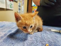 Shelter Stray Male Cat last seen Near Pluto Road, Vista, CA, 92083, Oceanside, CA 92058