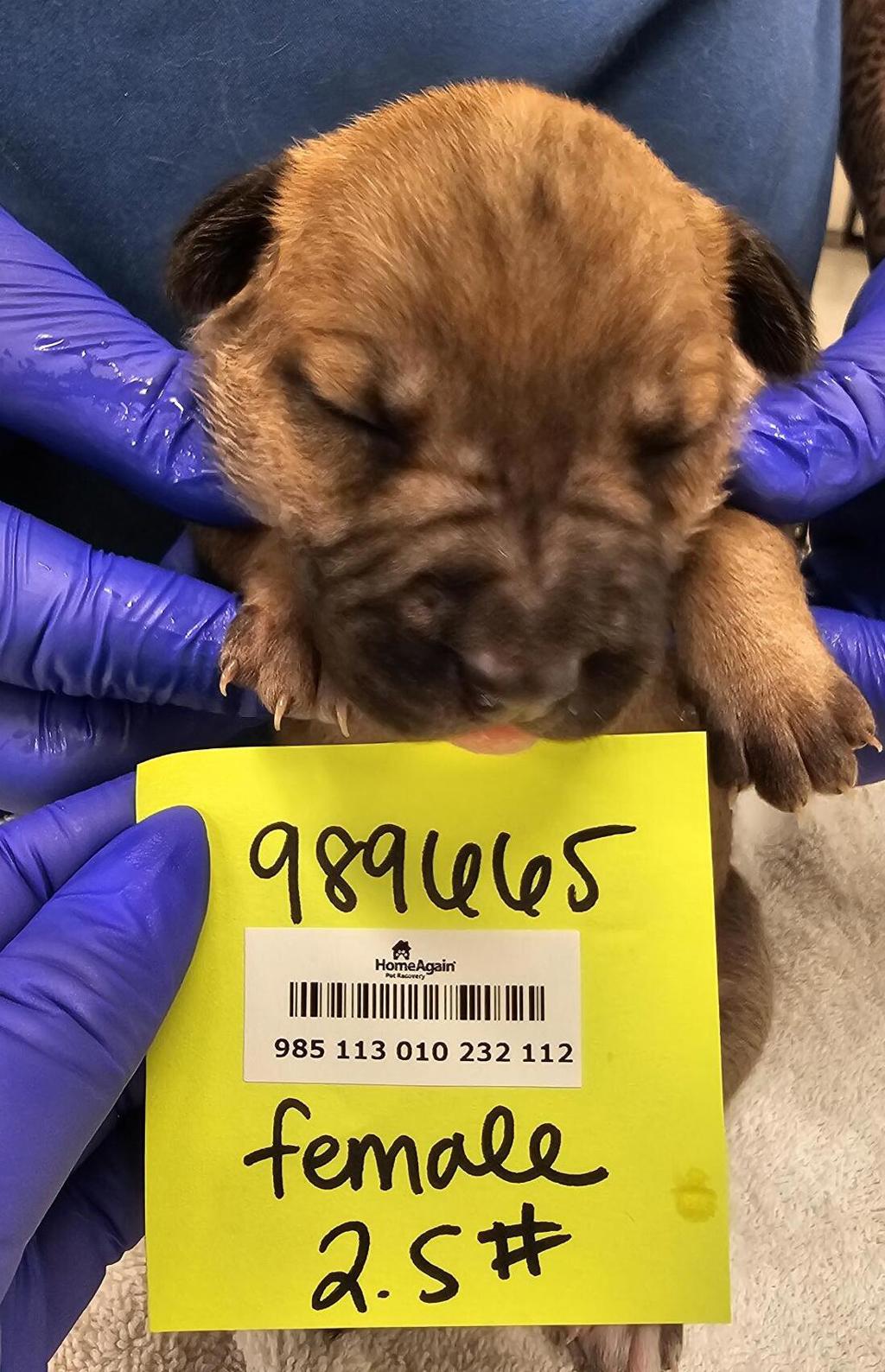 Shelter Stray Female Dog last seen Near Morena Boulevard, San Diego, CA, 92110, San Diego, CA 92110
