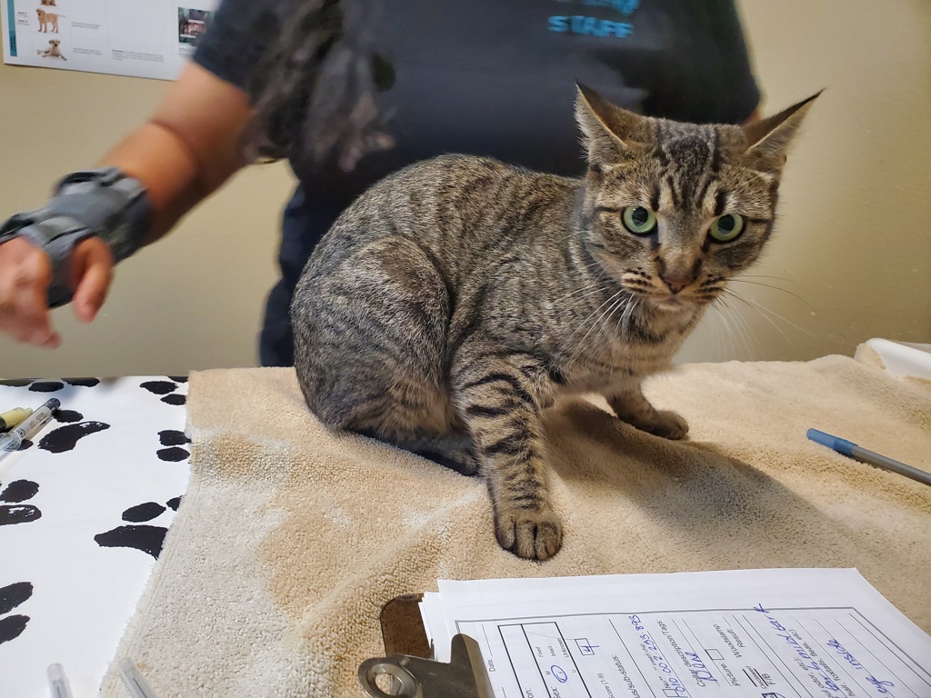 Shelter Stray Female Cat last seen Near College Boulevard, Oceanside, CA, 92057, Oceanside, CA 92058
