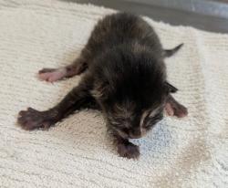 Shelter Stray Female Cat last seen Near Hicock Street, San Diego, CA, 92110, San Diego, CA 92110