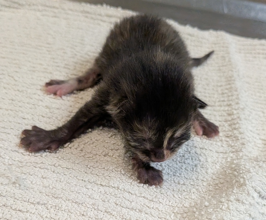Shelter Stray Female Cat last seen Near Hicock Street, San Diego, CA, 92110, San Diego, CA 92110