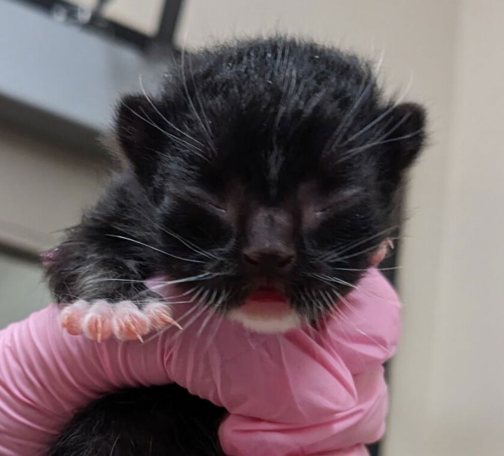 Shelter Stray Male Cat last seen Near N 2nd Street, El Cajon, CA, 92021, El Cajon, CA 92020