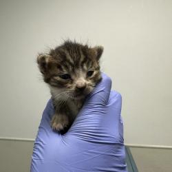 Shelter Stray Female Cat last seen Near Epsilon Street, San Diego, CA, 92113, San Diego, CA 92110
