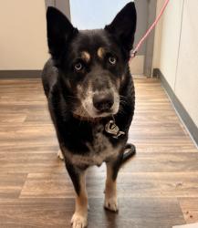 Shelter Stray Male Dog last seen Near Napa Street, San Diego, CA, 92110, San Diego, CA 92110