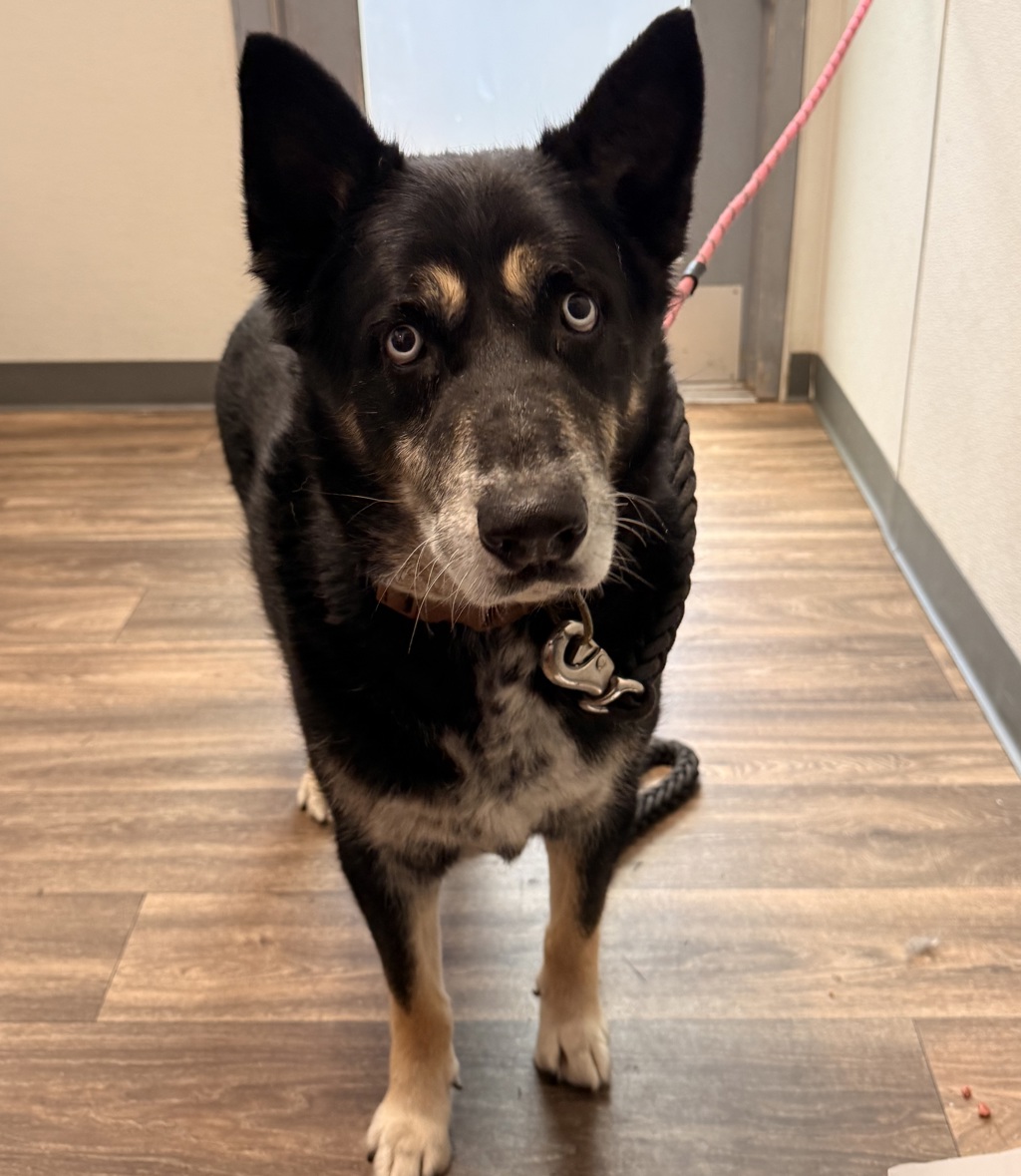 Shelter Stray Male Dog last seen Near Napa Street, San Diego, CA, 92110, San Diego, CA 92110