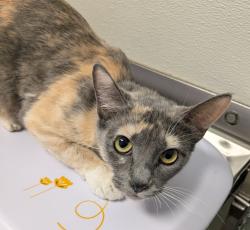 Shelter Stray Female Cat last seen Near Rancho Hills Drive, San Diego, CA, 92139, San Diego, CA 92110
