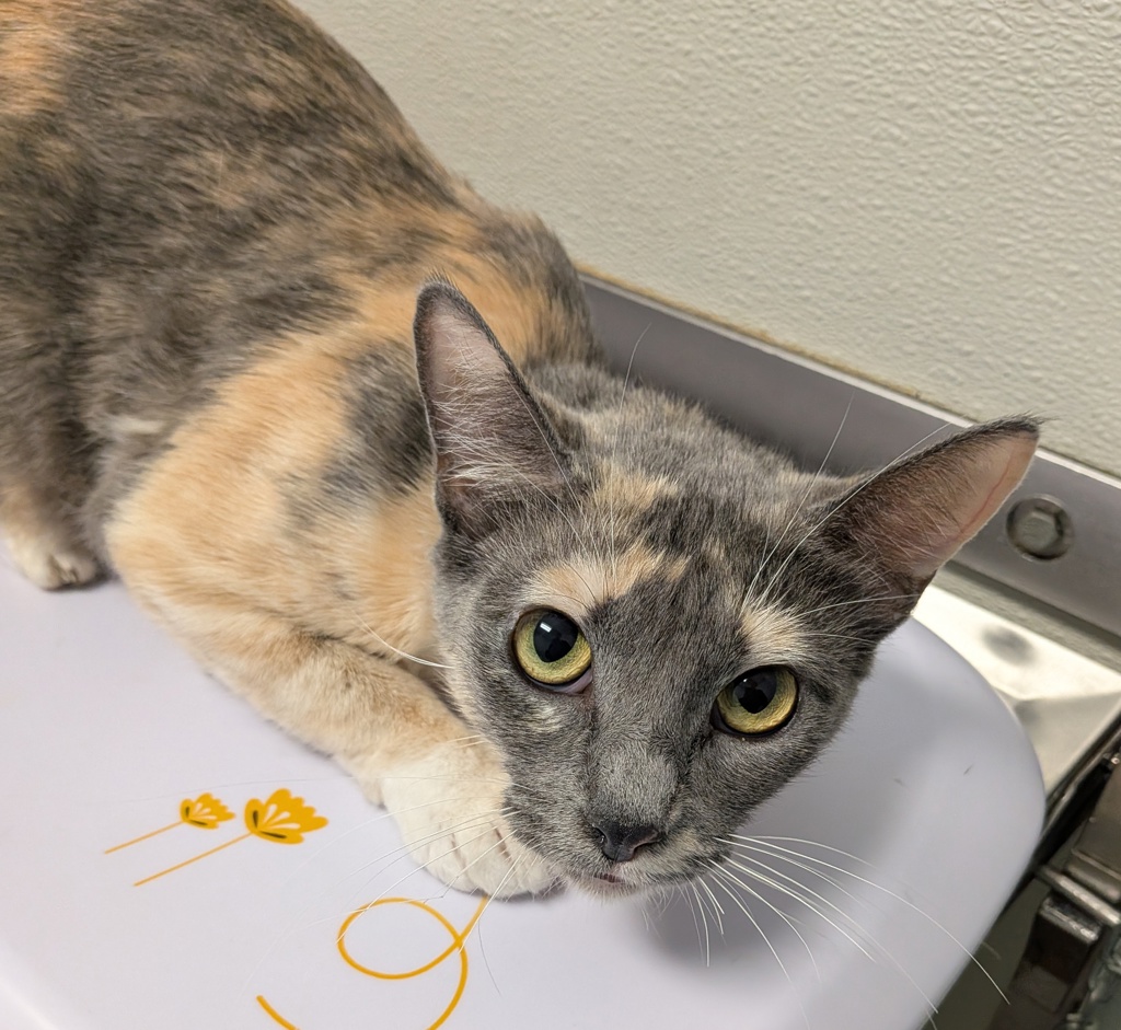 Shelter Stray Female Cat last seen Near Rancho Hills Drive, San Diego, CA, 92139, San Diego, CA 92110